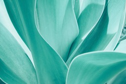 Turquoise pastel tropical plant close-up. Abstract natural Vegetable delicate background. Selective focus, macro. Flowing lines of leaves