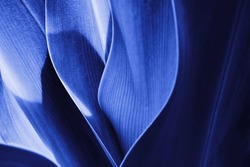 Tropical plant close-up in blue tinted. Abstract natural Vegetable delicate background. Selective focus, macro. Flowing lines of leavesSelective focus, macro. Flowing lines of leaves