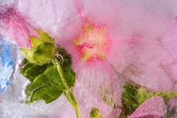 Purple flower frozen in ice, abstract background, bright color