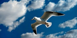 Seagull bird soaring in clear blue sky. Seagull among summer bright sunny sky sunny weather. Free flight white clouds sea wildlife landscape