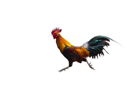 Running hen . rooster or chicken jumping on to the air. Black rooster or chicken. water color painting. Fighting Cocks. chicken bantam, Rooster isolated on white background. A smart Thai rooster .