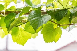 Grape leaves in vineyard. Grape leaves vine branch with tendrils and young leaves. Small grape branch with green leaves