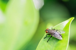 House fly, Fly, House fly on green leaf blurred background