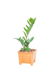 Zamioculcas zamifolia, Zanzibar gem, aroid palm , arum fern with clipping path isolated on white background,  Pot plant with clipping path