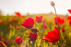 sunset at the background of blooming red Anemone Coronaria flowers field in Israel