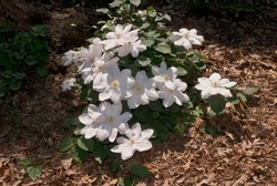 Large-flowered Clematis (Clematis x jackmanii) in garden