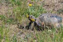 Spur-thighed Tortoise (Testudo graeca) in the foothills, Caucasus, Republic of Dagestan