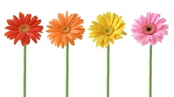 Set of Colorful Gerbera blossoms collection with Red, Orange, Yellow, and  Pink Colors, Isolated on White Background