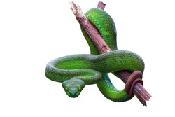 Large-eyed Green Pitviper or Green pit vipers or Asian pit vipers, green snake on branch with white background in Thailand and clipping path.