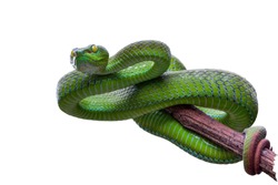 Green pit viper - Free Stock Photo by Merelize on Stockvault.net