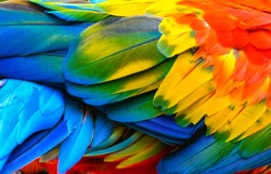 Close up of Scarlet macaw bird's feathers