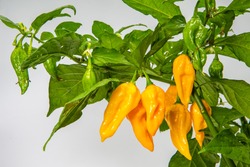 Spicy yellow chillies-Habanero- on white background-