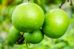 Poplar,green,lime,lemon,vegetable,acid taste