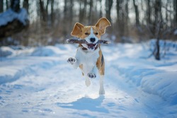 Beagle dog runs and plays in the winter forest on a Sunny frosty day