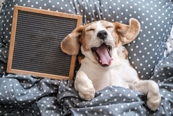 cute dog breed Beagle funny sleeping on the pillow and yawning. next to it is an empty felt writing board. free space for text