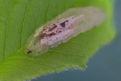 Hover fly larva on a leaf. High detail.