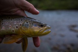 brown trout being caught by a fly fisherman