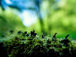 Black lichen and green moss on a tree stump, close up photo with blurred forest background