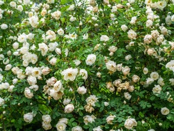 The Finnish White Rose (Midsummer rose), Rosa pimpinellifolia ´Plena´, is an old heritage rose blooming in midsummer, beautiful and strongly scented