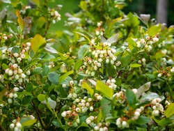 Northern highbush blueberry, high blueberry, Vaccinium corymbosum, North American berry shrub blooming, closeup with selective focus and copy space
