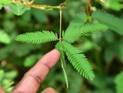 Sleep or nyctinastic movement. Folding response of the leaflets of Touch-me-not (Mimosa pudica) plant when touched by a man with his finger, top view.