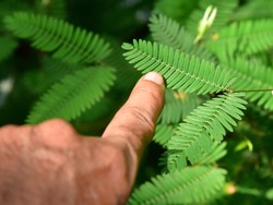 Touching the sensitive leaf of Mimosa pudica (touch-me-not) with a finger, overhead composition.
