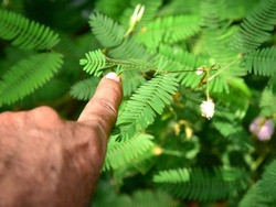 Touching the sensitive leaf of Mimosa pudica (touch-me-not) with a finger.