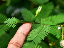 Effect of touch on the leaf of Mimosa pudica, touch-me-not, sensitive plant. Top down view of leaflets folding up upon touch.