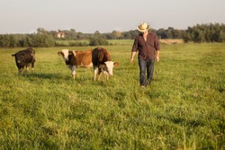 the farmer in the field with the young bulls