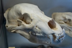 skull of the dead. Skull, Dog. Dog skull isolated on white. Best Of The Month. 