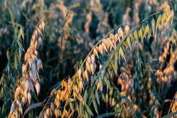 Close-up of oats in the field. Farmland at sunset. A field of oats at sunset.  The concept of growing grain crops. the field of ripening oats. Selective focus.