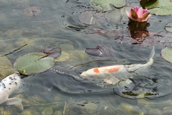koi fish at pond surface with water lilies and water lily flower