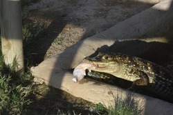 alligator eating a fresh chicken leg while turtle tries to steal it