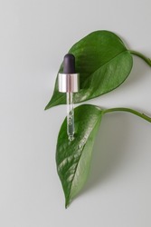 Pipette and drops and smears of cosmetics. Liquid gel or a drop of serum on grean leaves. Netural organic cosmetics