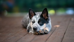Close portrait puppy of the australian cattle dog
