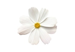isolated white daisy cosmos flower with clipping paths.