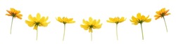 Isolated yellow cosmos flowers with clipping paths.