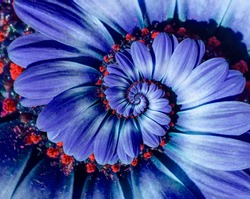 Blue camomile daisy flower spiral abstract fractal effect pattern background. Blue violet navy flower spiral abstract pattern fractal. Incredible flowers pattern round circle spirally background