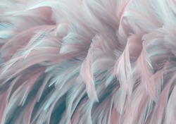 Image nature art of wings bird,Soft pastel detail of design,chicken feather texture,white fluffy twirled on transparent background wallpaper Abstract. Coral Pink color trends and  vintage.