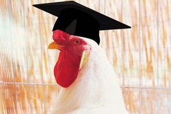 Shot of a white rooster wearing a graduation cap , funny concept of comical academy. 