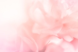 sweet color roses in blur style for background