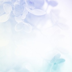  colorful flowers in soft color and blur style for background                              