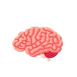 Human brain. Internal organ, anatomy. Vector cartoon flat icon illustration isolated on white background.