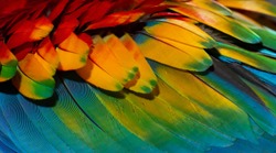 Close up Colorful of Scarlet macaw bird's feathers with red yellow orange and blue shades, exotic nature background and texture
