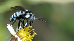 Bee/Bee Beautiful/Cuckoo Wasp