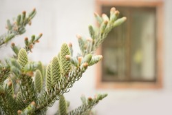 Detail of fresh spring fir cones and branches on country yard