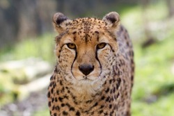 Cheetah portrait with a head on view