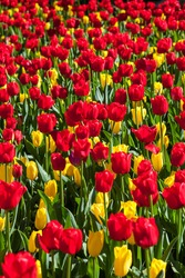 Colorful tulip flowers in full bloom