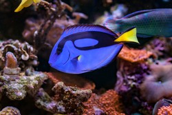 Paracanthurus hepatus, Blue tang in Home Coral reef aquarium. Selective focus