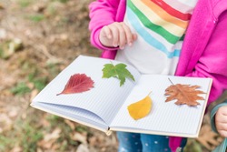 Close up of girl collecting colorful leaves for a herbarium on a warm autumn day in the forest. Children exploring the outside nature.